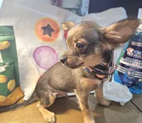 Gopher (Hold)(LH) (small), a male Chihuahua for sale in New York City, NY – 1 of 10