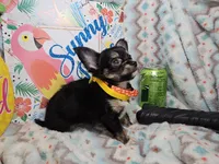 Elroy (LH) T-cup, a male Chihuahua for sale in New York City, NY – 7 of 7