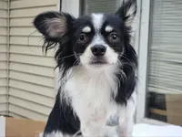 Bamboo [Hold] (Neutered), a male Pomchi for sale in New York City, NY – 3 of 3