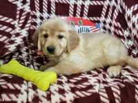 Buttercupcake, a female Golden Retriever for sale in New York City, NY – 1 of 3