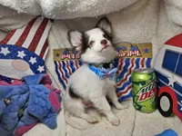 J. J.  (Hold)[ Tuxedo LH ], a male Chihuahua for sale in New York City, NY – 3 of 9