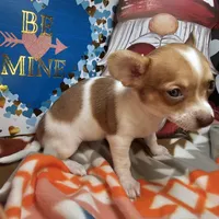 Violet, a female Chihuahua for sale in New York City, NY – Photo 2 of 4