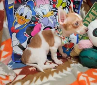 Violet, a female Chihuahua for sale in New York City, NY – Photo 7 of 9