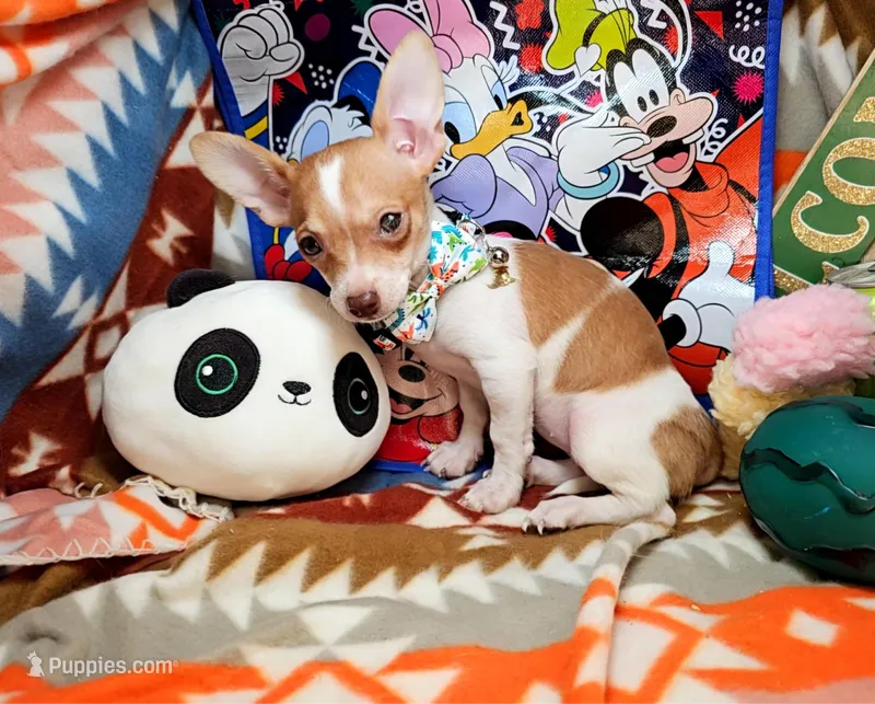 Violet – Chihuahua puppy for sale in New York City, NY