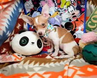 Violet, a female Chihuahua for sale in New York City, NY – Photo 1 of 9