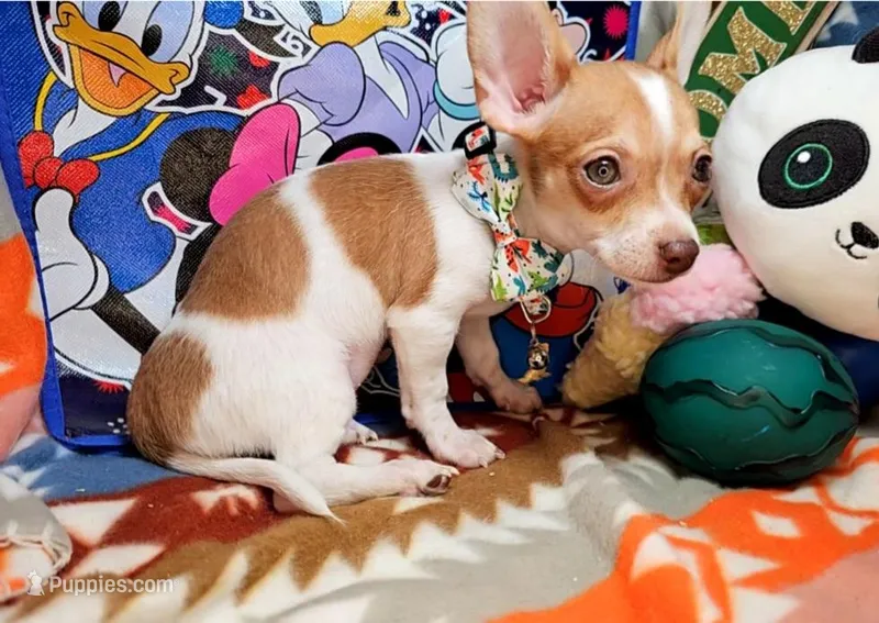 Violet – Chihuahua puppy for sale in New York City, NY