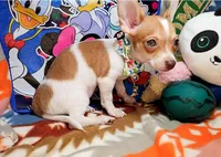 Violet, a female Chihuahua for sale in New York City, NY – Photo 9 of 9