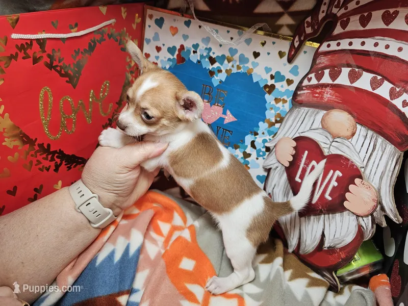 Violet – Chihuahua puppy for sale in New York City, NY