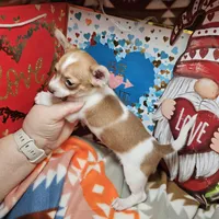 Violet, a female Chihuahua for sale in New York City, NY – Photo 4 of 4