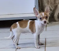 Violet, a female Chihuahua for sale in New York City, NY – Photo 3 of 9