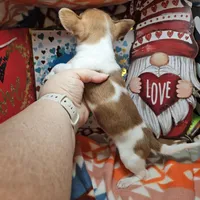 Violet, a female Chihuahua for sale in New York City, NY – Photo 3 of 4