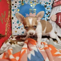 Violet, a female Chihuahua for sale in New York City, NY – Photo 1 of 4