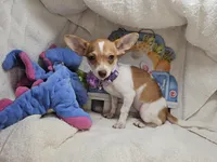 Violet (6 Lbs), a female Chihuahua for sale in New York City, NY – Photo 3 of 10