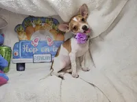 Violet (6 Lbs), a female Chihuahua for sale in New York City, NY – Photo 2 of 10