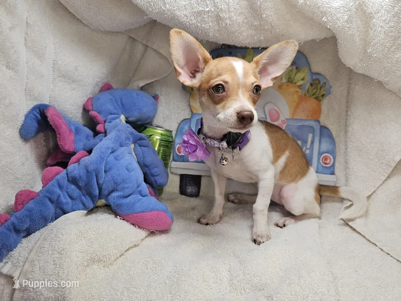 Violet (6 Lbs) – Chihuahua puppy for sale in New York City, NY