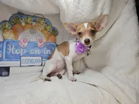 Violet (6 Lbs), a female Chihuahua for sale in New York City, NY – Photo 4 of 10