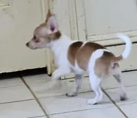 Violet, a female Chihuahua for sale in New York City, NY – Photo 5 of 9