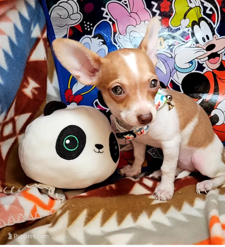 Violet – Chihuahua puppy for sale in New York City, NY
