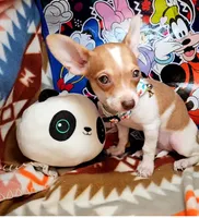 Violet, a female Chihuahua for sale in New York City, NY – Photo 6 of 9