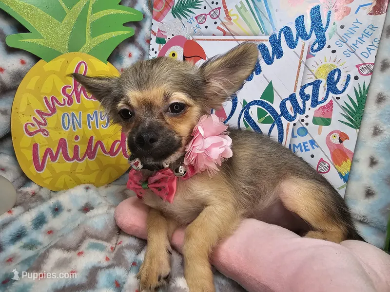 Fawn  LH (Toy 4.5 lbs) – Chihuahua puppy for sale in New York City, NY