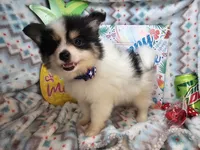 Banjo (Tri-color), a male Pomeranian for sale in New York City, NY – 5 of 6