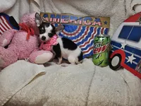 Pixy (T-Cup tri-color), a female Chihuahua for sale in New York City, NY – 3 of 5