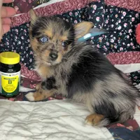 India F [Yorkie ++ Pom], a female Pomeranian and Yorkshire Terrier for sale in New York City, NY – Photo 7 of 10