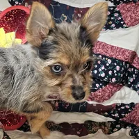 India F [Yorkie ++ Pom], a female Pomeranian and Yorkshire Terrier for sale in New York City, NY – Photo 3 of 10