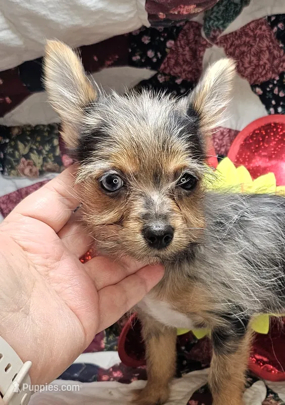 India F [Yorkie ++ Pom]