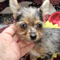 India F [Yorkie ++ Pom], a female Pomeranian and Yorkshire Terrier for sale in New York City, NY – Photo 1 of 10