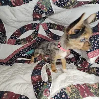 India F [Yorkie ++ Pom], a female Pomeranian and Yorkshire Terrier for sale in New York City, NY – Photo 10 of 10