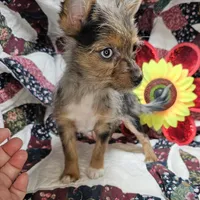 India F [Yorkie ++ Pom], a female Pomeranian and Yorkshire Terrier for sale in New York City, NY – Photo 2 of 10