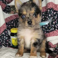 India F [Yorkie ++ Pom], a female Pomeranian and Yorkshire Terrier for sale in New York City, NY – Photo 4 of 10
