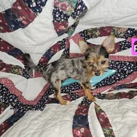 India F [Yorkie ++ Pom], a female Pomeranian and Yorkshire Terrier for sale in New York City, NY – Photo 8 of 10