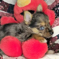 India F [Yorkie ++ Pom], a female Pomeranian and Yorkshire Terrier for sale in New York City, NY – Photo 5 of 10