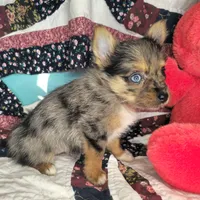 India F [Yorkie ++ Pom], a female Pomeranian and Yorkshire Terrier for sale in New York City, NY – Photo 6 of 10
