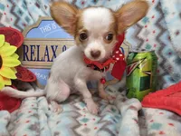 Cricket (LH)(4½ lbs), a male Chihuahua for sale in New York City, NY – 4 of 5