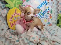 Samantha (LH) T-Cup, a female Chihuahua for sale in New York City, NY – 3 of 7