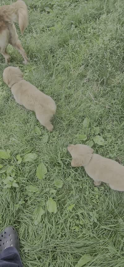 Buffy (F), a female Golden Retriever for sale in New York City, NY – 6 of 6
