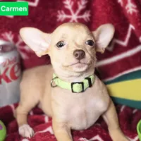 Carmen, a female Chihuahua for sale in New York City, NY – Photo 1 of 3