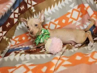 Carmen, a female Chihuahua for sale in New York City, NY – Photo 2 of 7