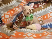 Carmen, a female Chihuahua for sale in New York City, NY – Photo 7 of 7