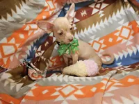 Carmen, a female Chihuahua for sale in New York City, NY – Photo 3 of 7