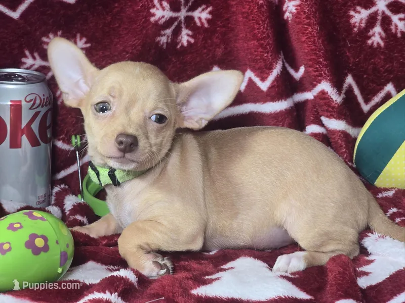 Carmen – Chihuahua puppy for sale in New York City, NY