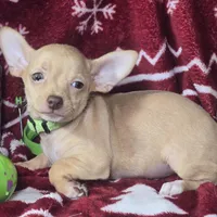 Carmen, a female Chihuahua for sale in New York City, NY – Photo 2 of 3