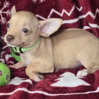 Carmen, a female Chihuahua for sale in New York City, NY – Photo 3 of 3