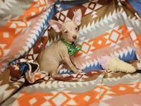 Carmen, a female Chihuahua for sale in New York City, NY – Photo 1 of 7