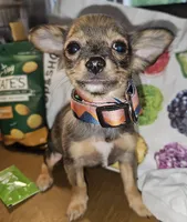 Gopher (Hold)(LH) (small), a male Chihuahua for sale in New York City, NY – 3 of 10