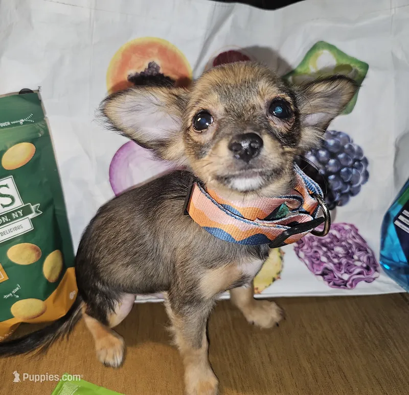 Gopher (LH) (small) – Chihuahua puppy for sale in New York City, NY