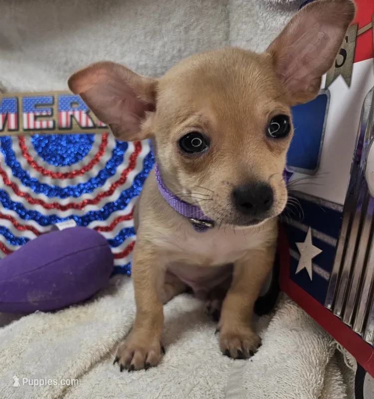 Angelo (traditional color) – Chihuahua puppy for sale in New York City, NY